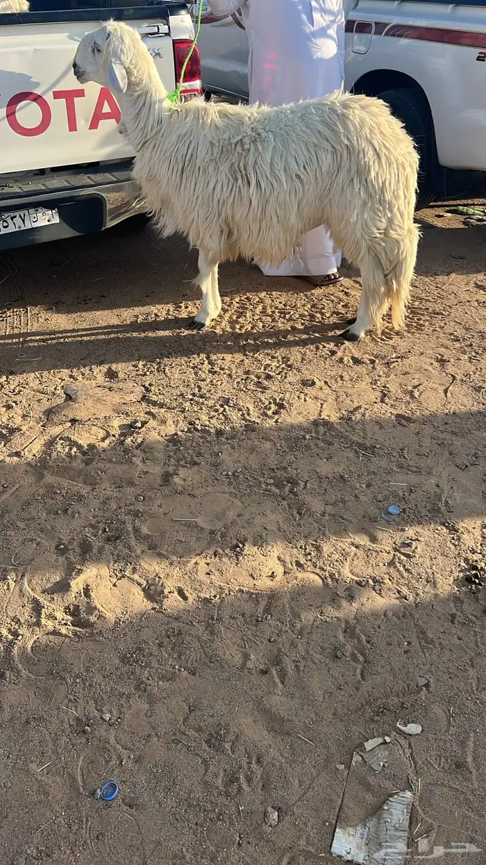 مواشي 2