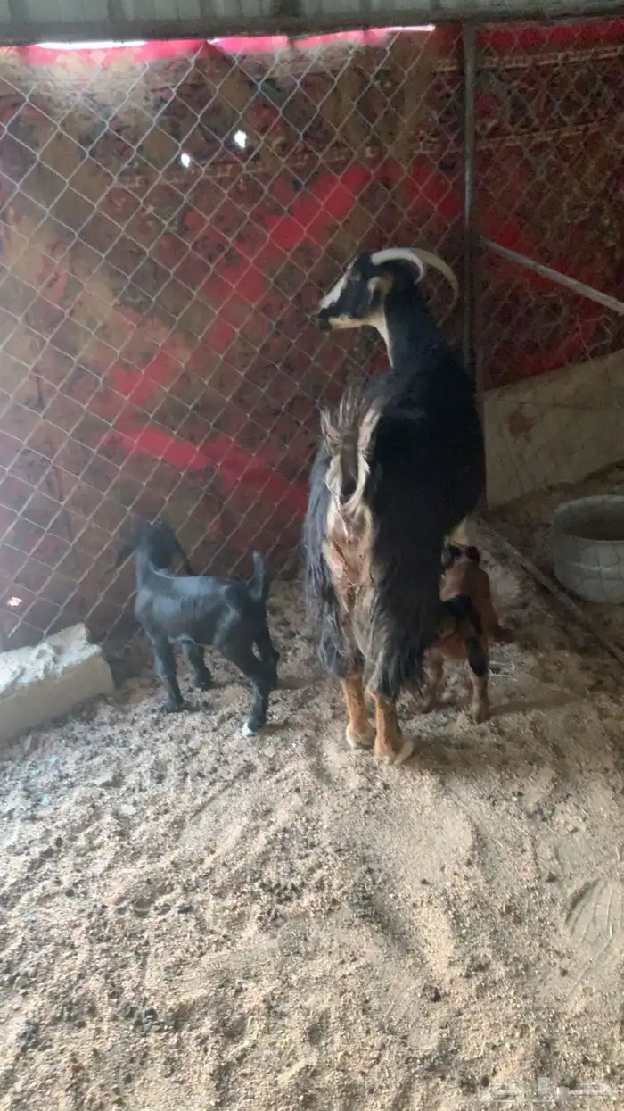 معزا متابيع للبيع 1