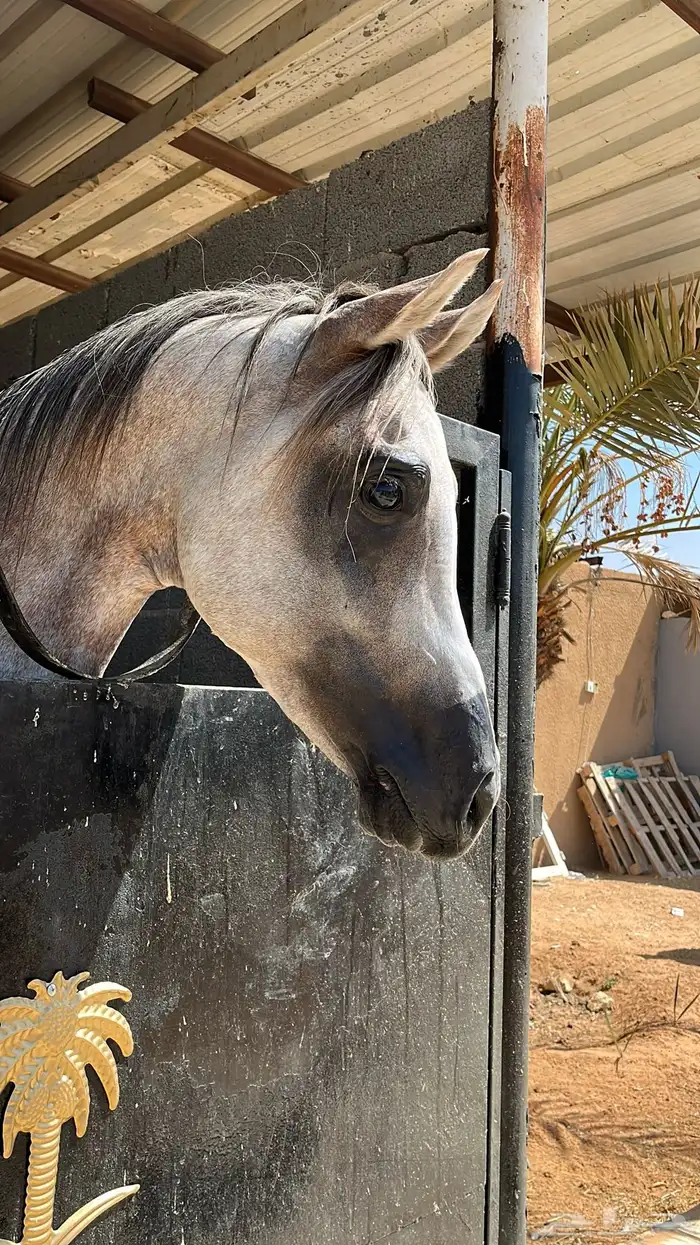 عندي حصان واهو. للبيع 5