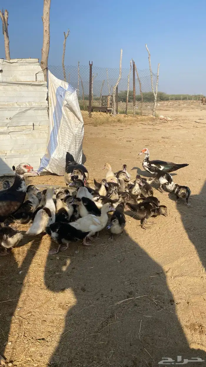 بط ب صيصانه القنفذه 2