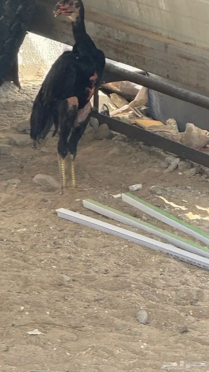 فرخة شامو الماني 0