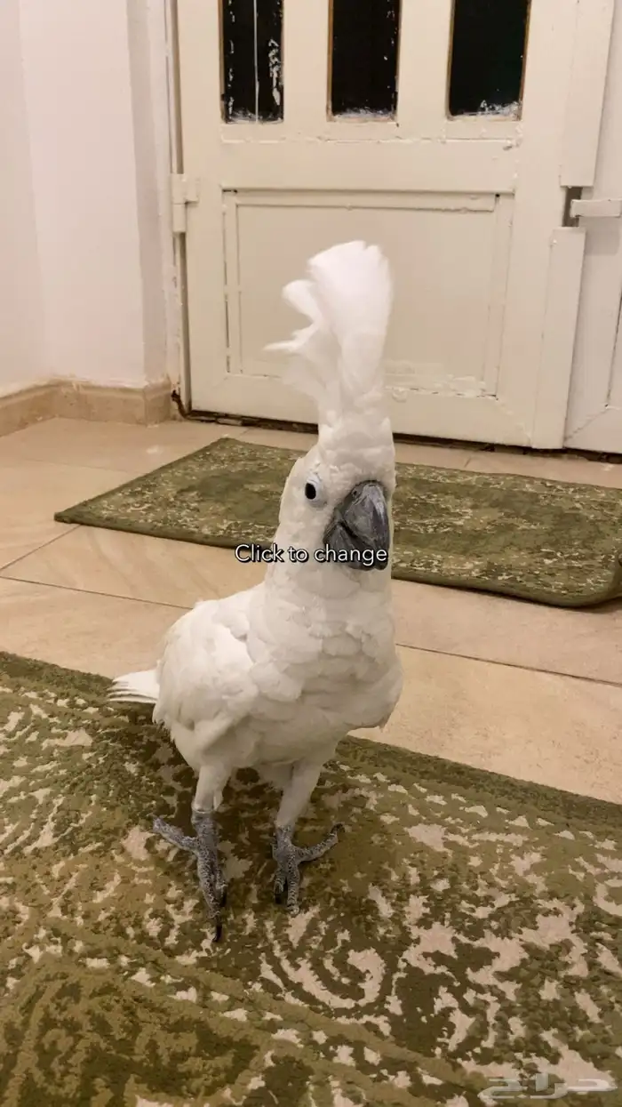 كوكاتو 2