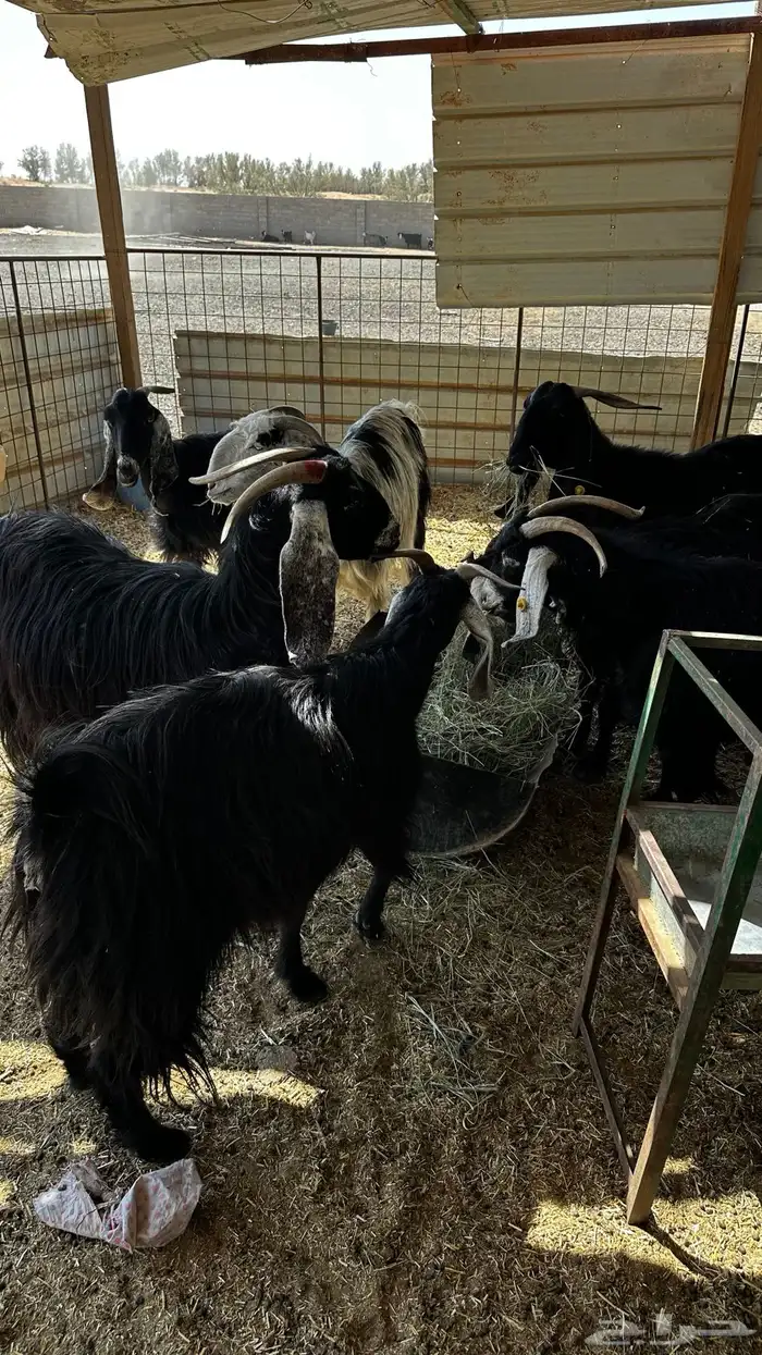 معزاء مضاريع تم البيع 8