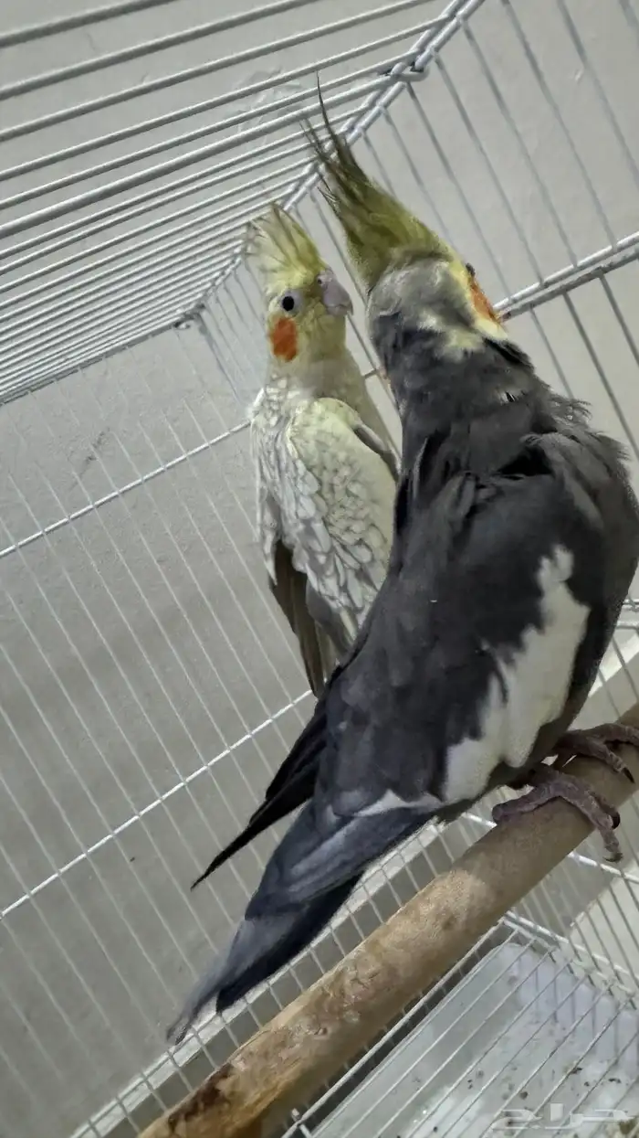 كوكتيل طيور وبادجي طيور زينه birds 2