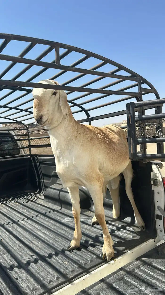 سواكن مخاصي مرابي - رغوه - شرق خميس مشيط 3