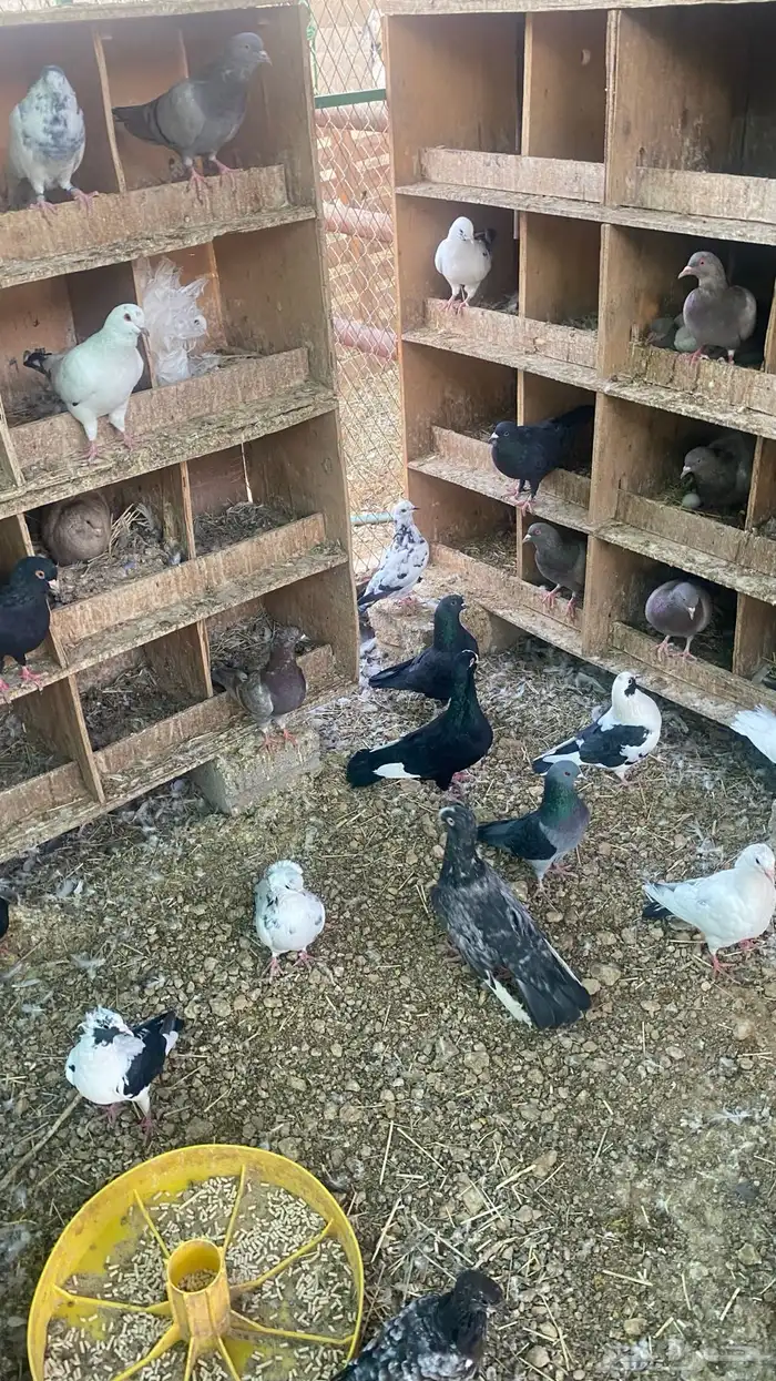 حمام للبيع 8