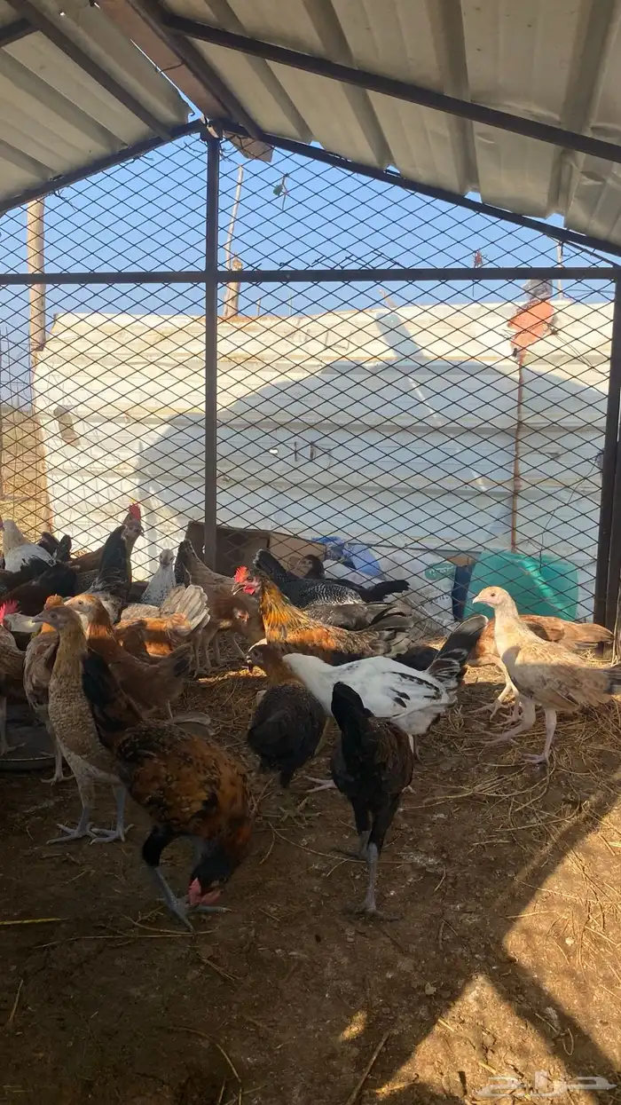 فرانيج دجاج بلدي القنفذه 0