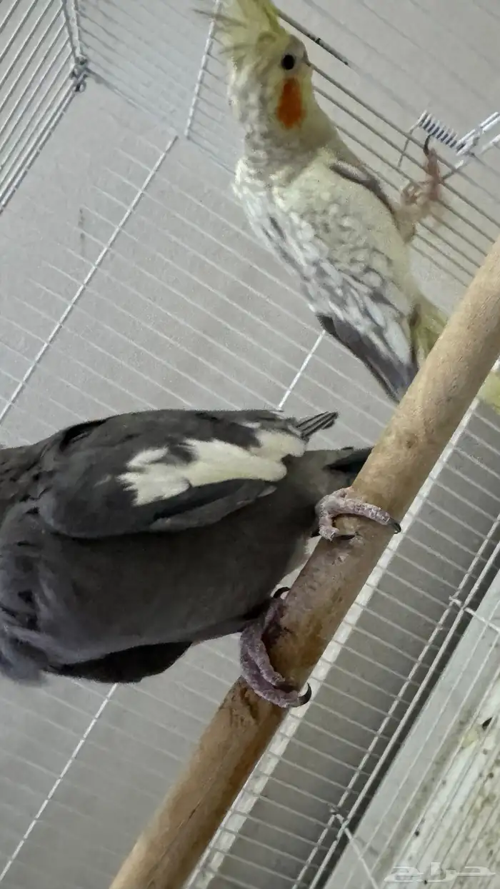 كوكتيل طيور وبادجي طيور زينه birds 4