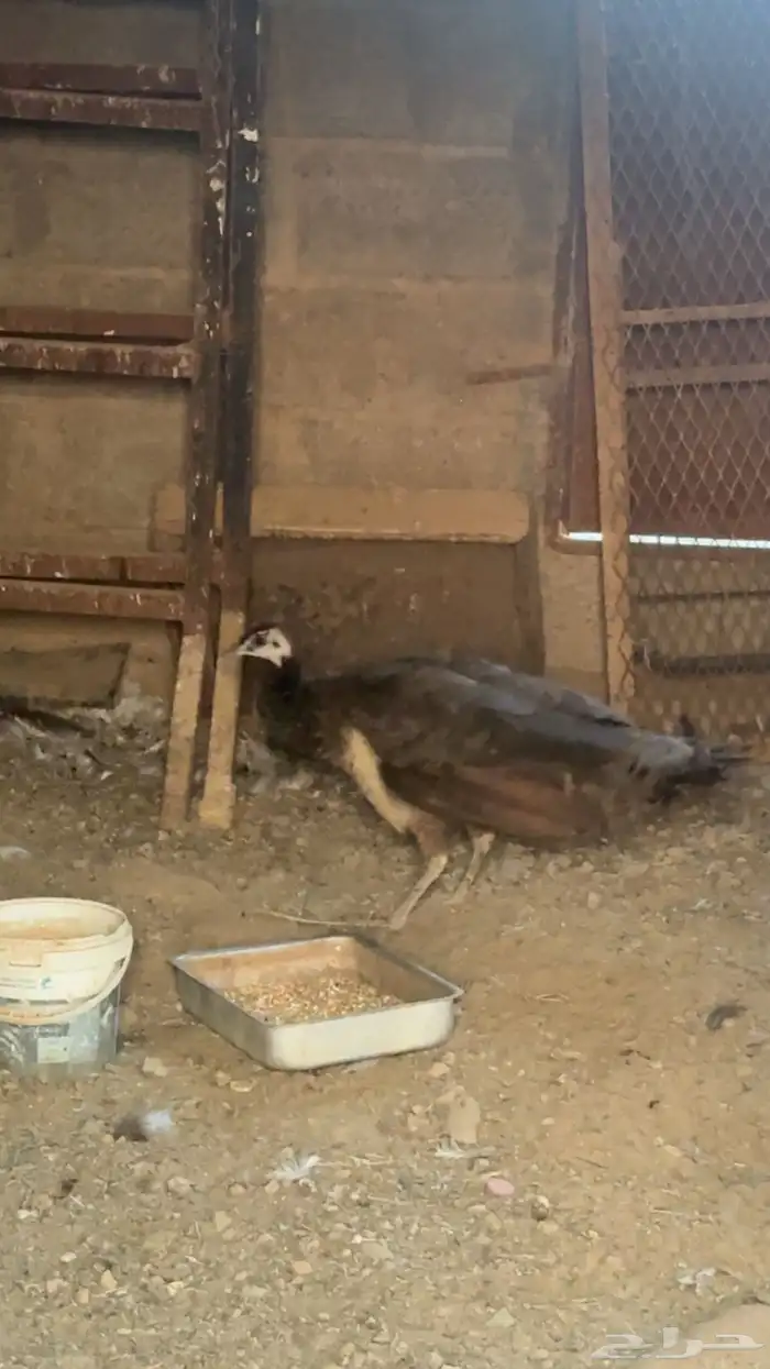 انثى طاؤوس 3