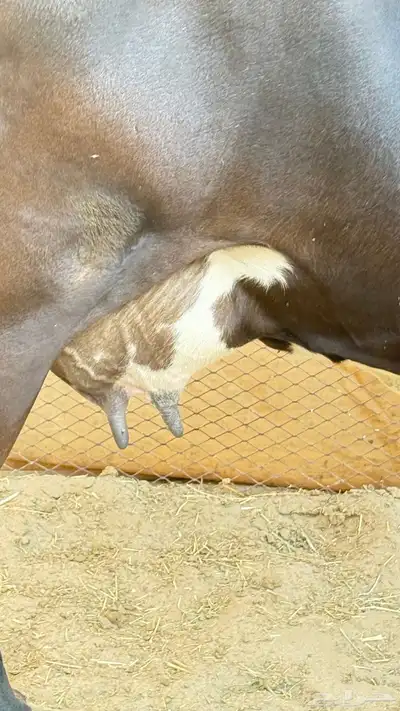 بقره خلفه index