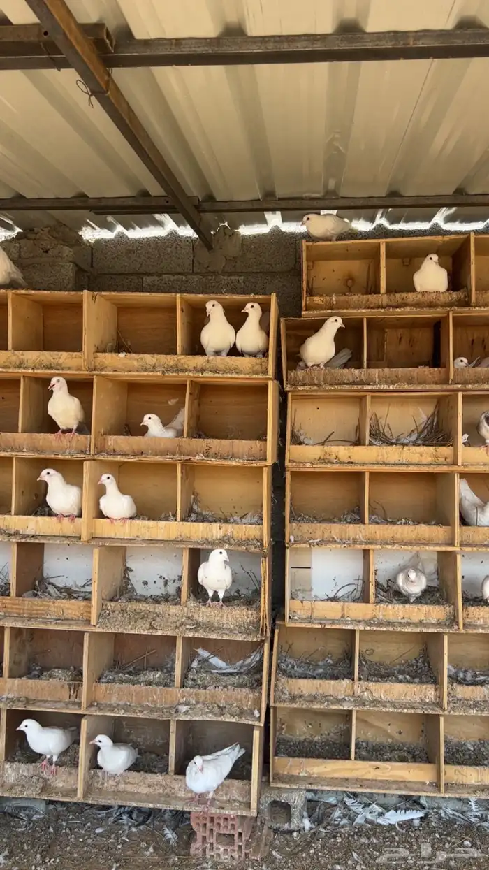 حمام فرنسي 0