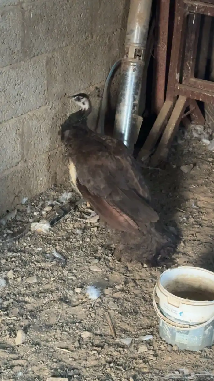 انثى طاؤوس 0