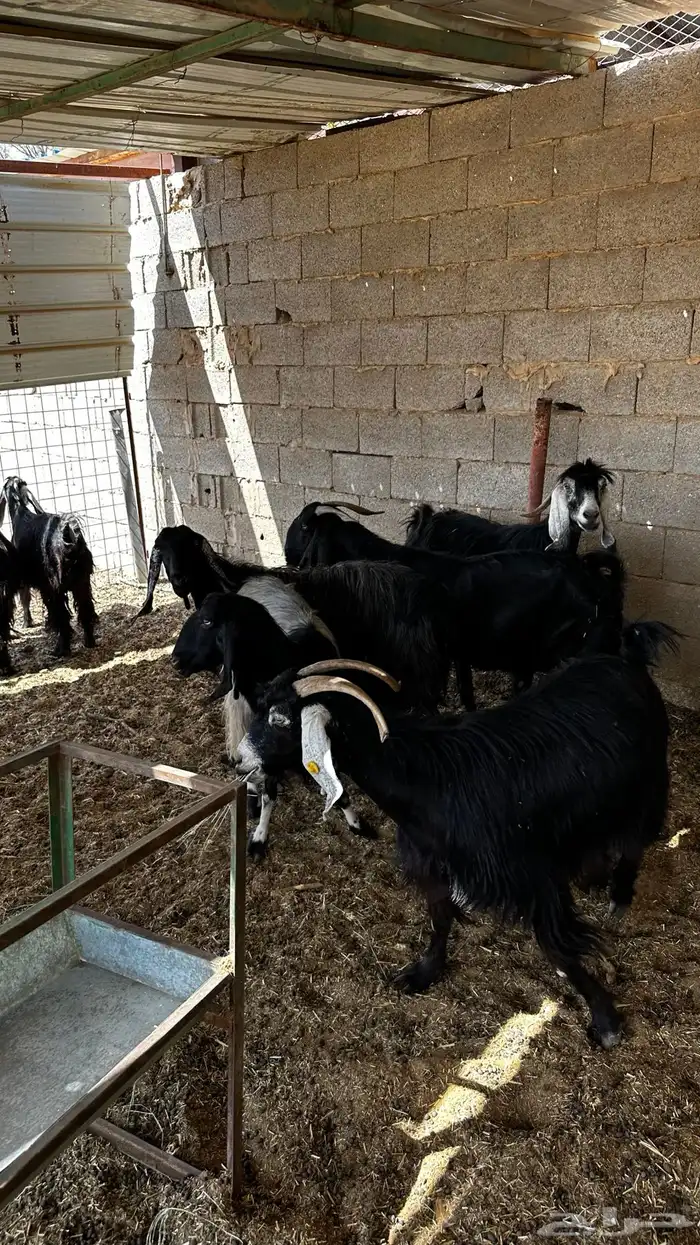 معزاء مضاريع تم البيع 7