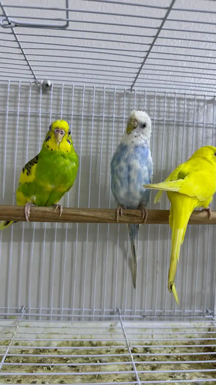 كوكتيل طيور وبادجي طيور زينه birds 13