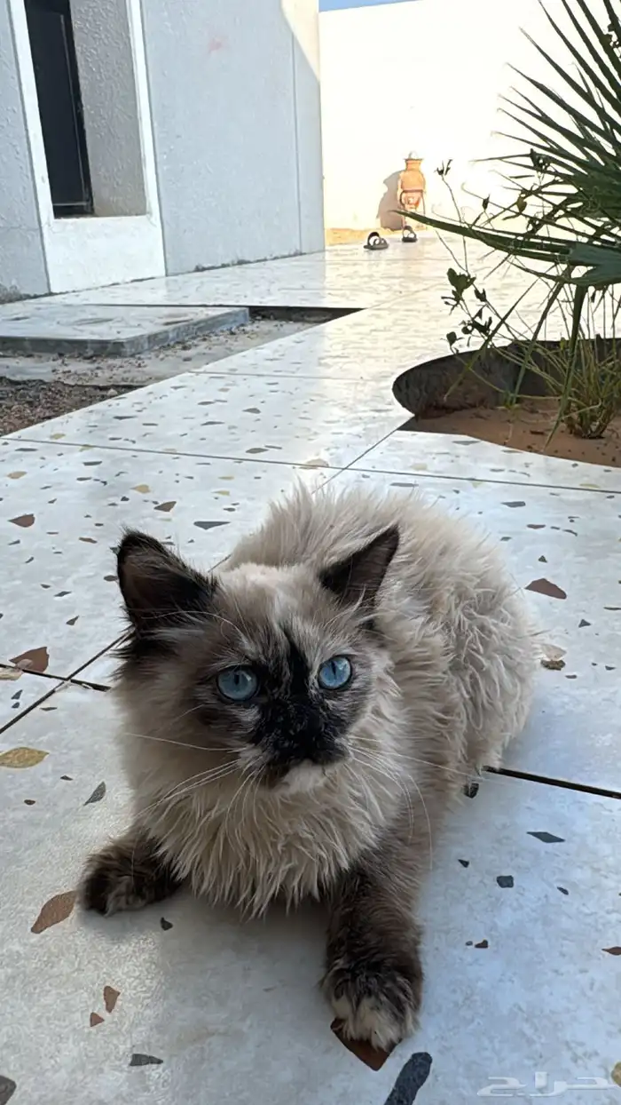 قط شيرازي 2