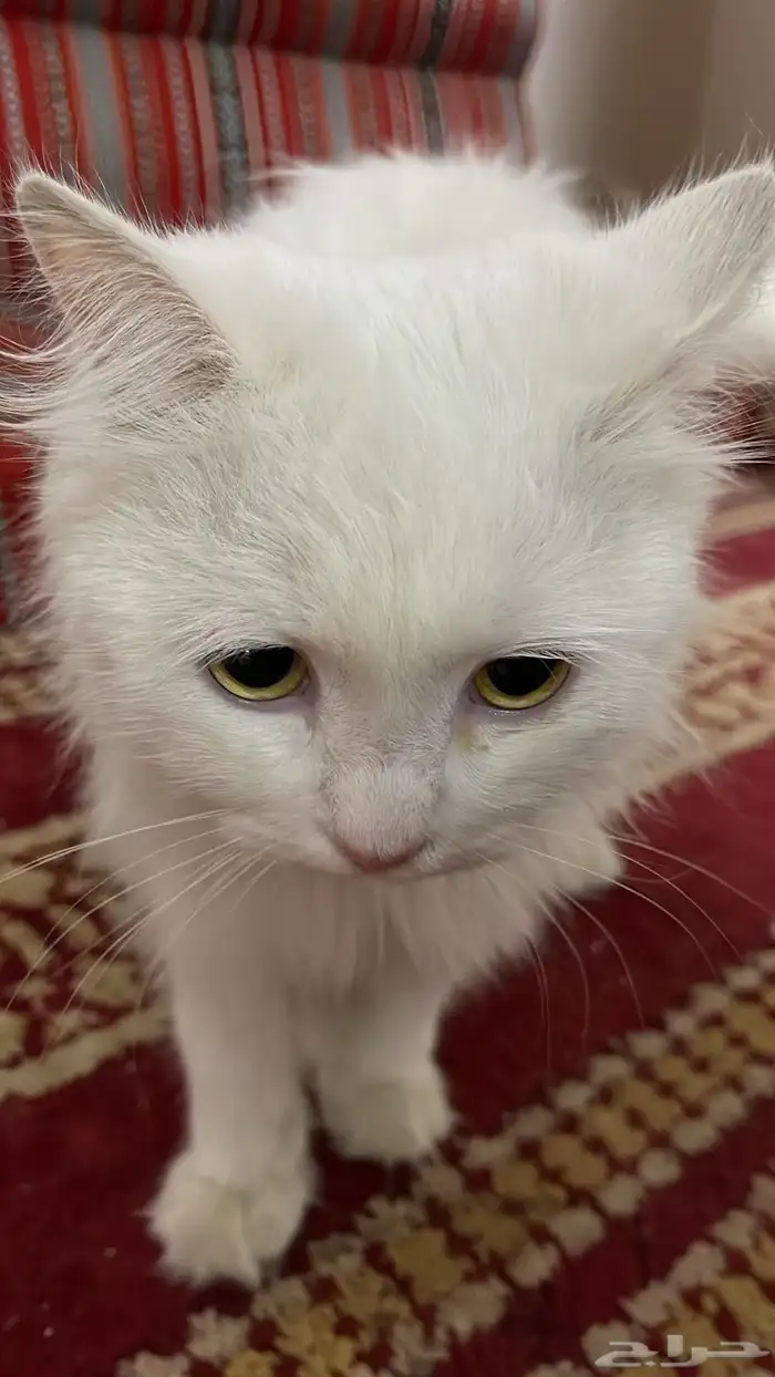 عاجل تبني قطه 2