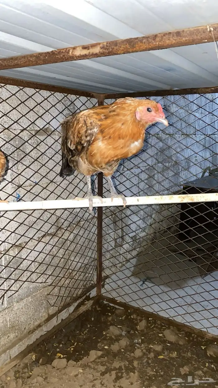 دجاج بلدي 4