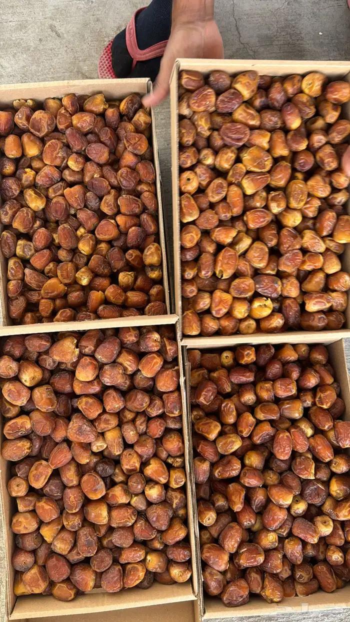 تمر سكري عضوي 2