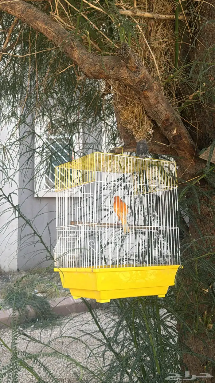 كناري ذكر تغريد 1