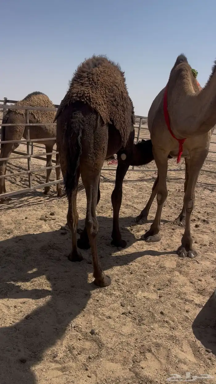 قعود طايش حدر امه 0