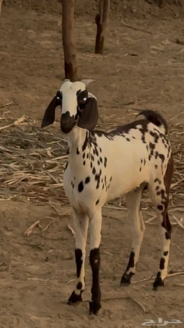 شاه مرخه 3
