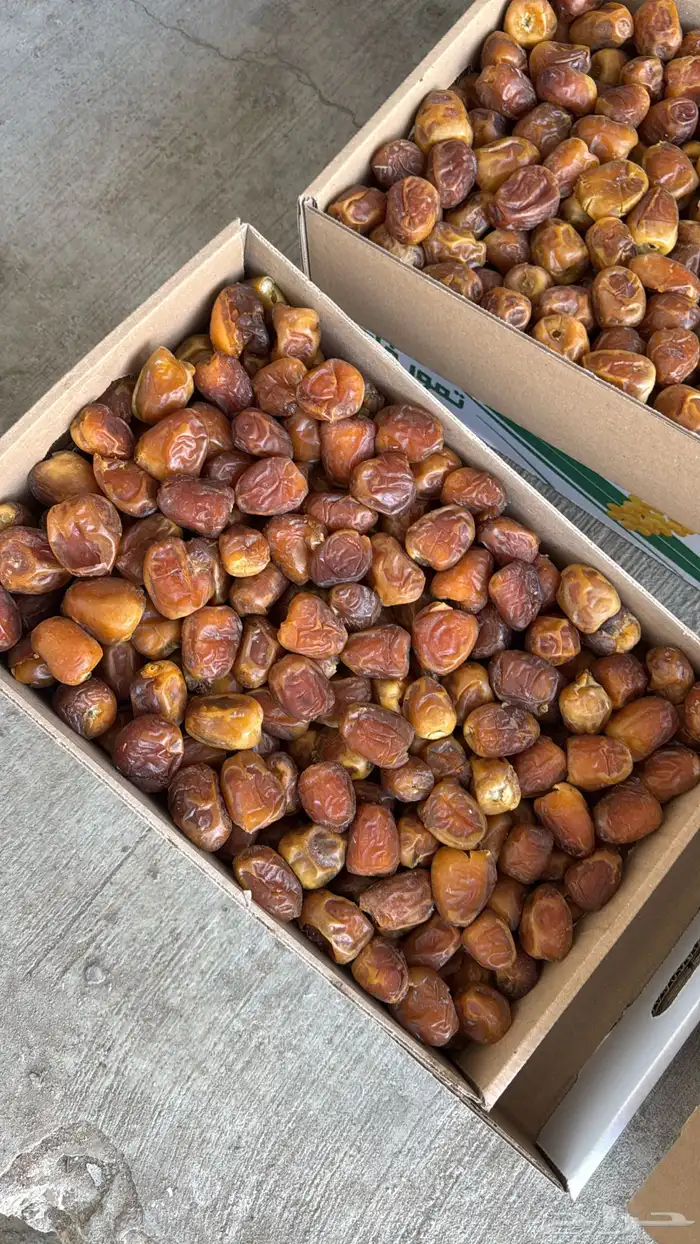 تمر سكري عضوي 1