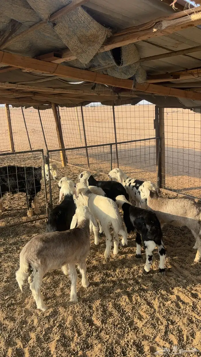 للبيع 5 خرفان و 3 رخال عمر شهرين 1