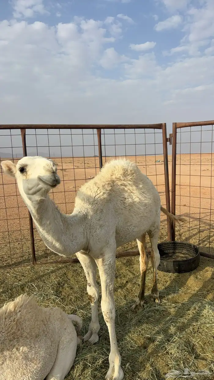 للبيع قعود طيب عمره 6 اشهر 1