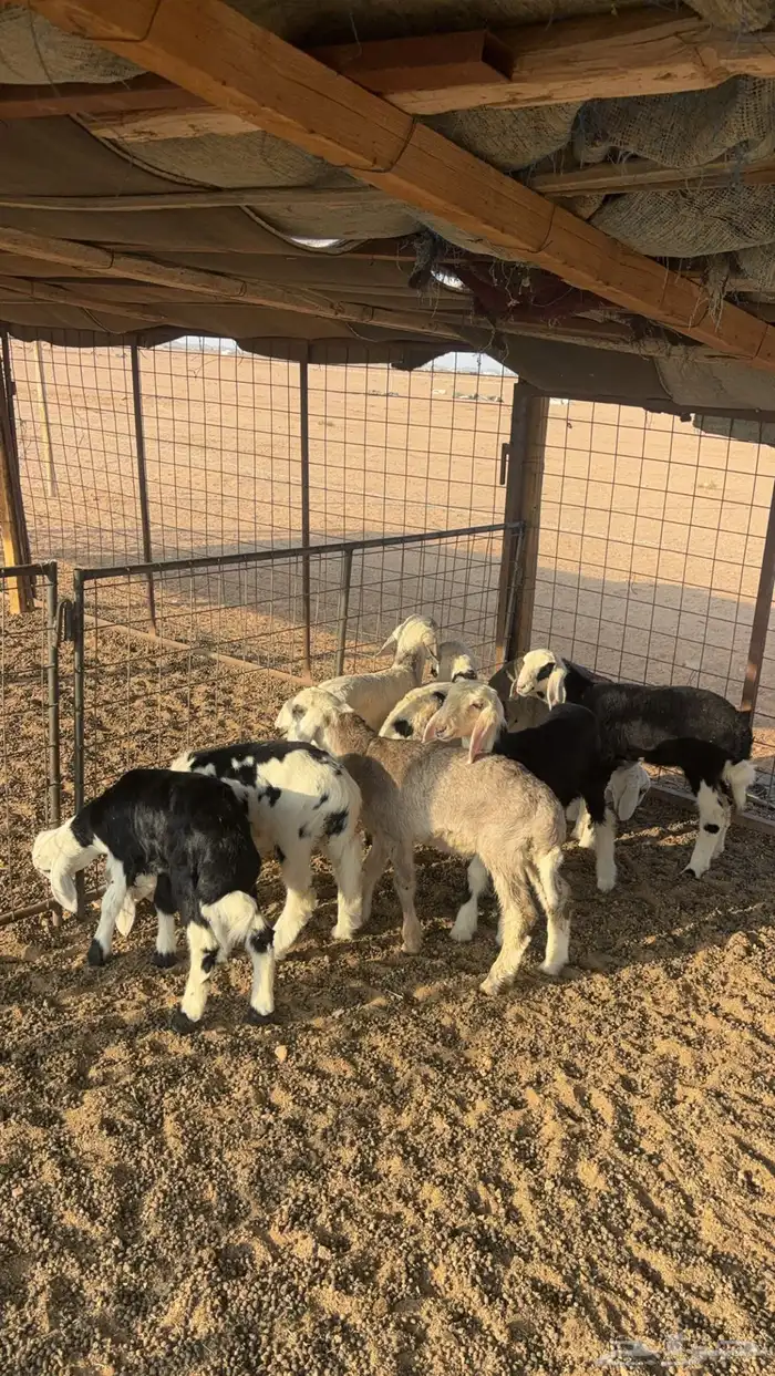 للبيع 5 خرفان و 3 رخال عمر شهرين 2