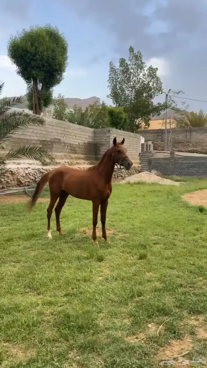 حصان شعبي 0