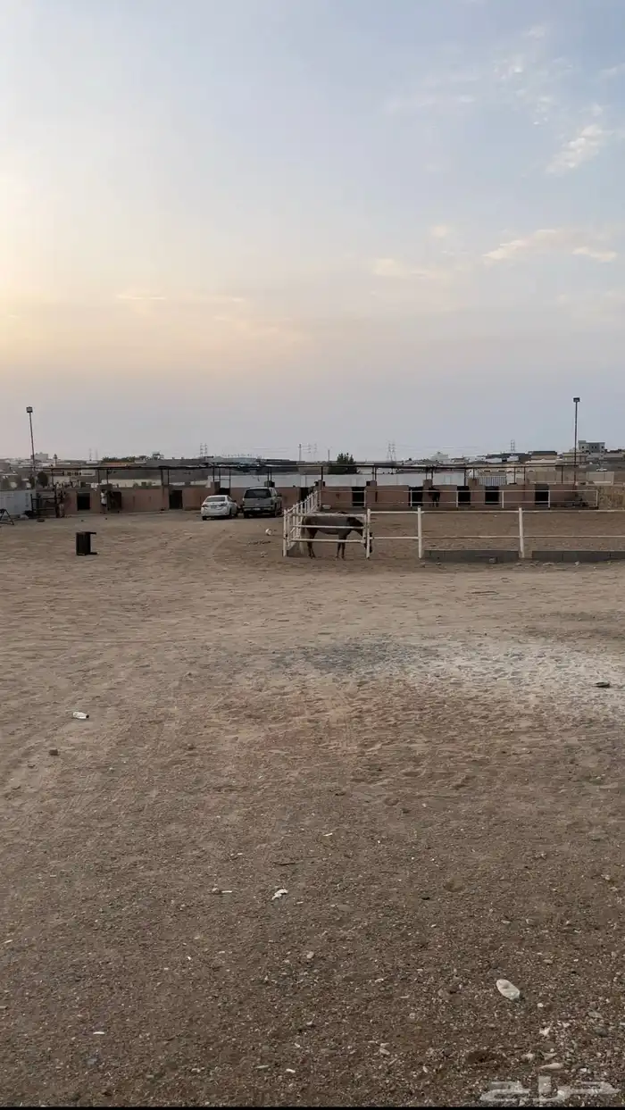 ايواء خيل وتدريب الحمدانية 8