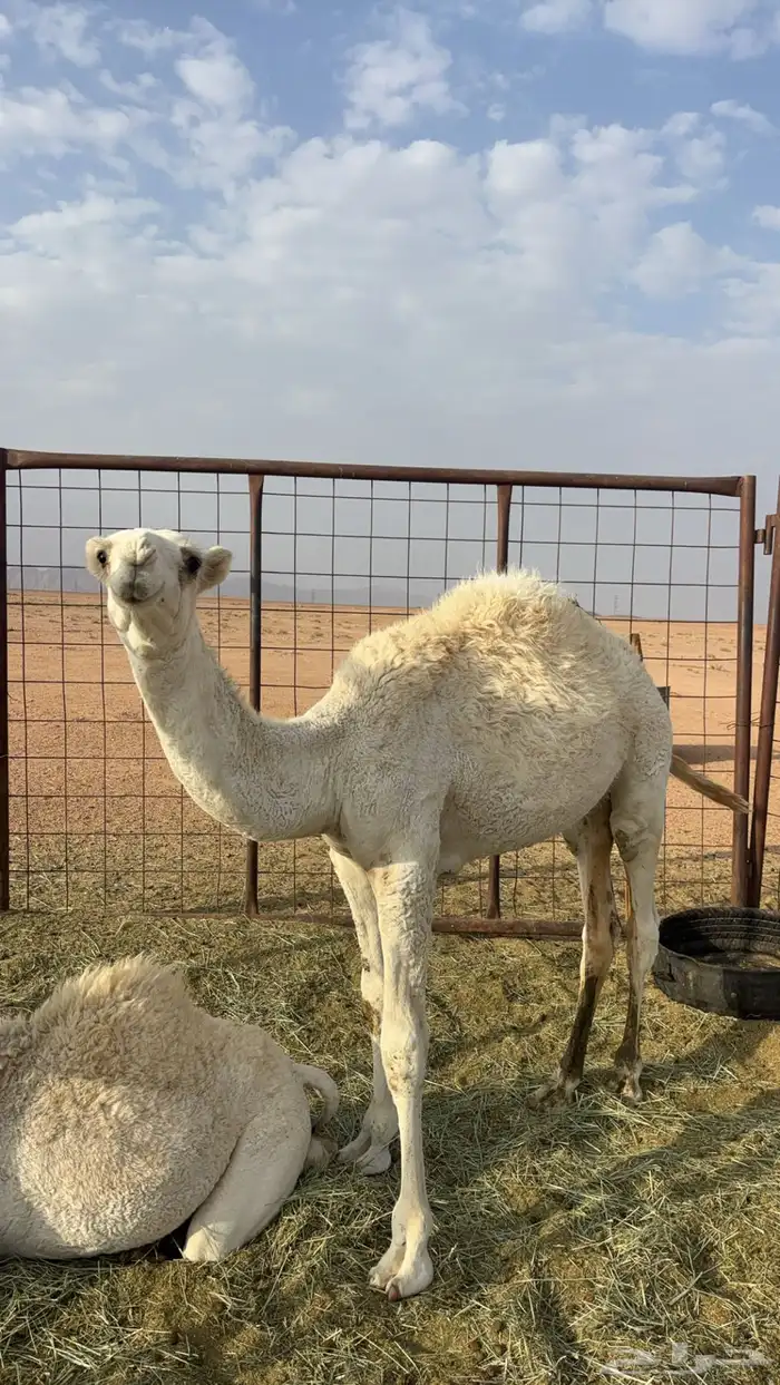 للبيع قعود طيب عمره 6 اشهر 2
