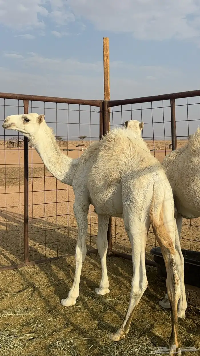 للبيع قعود طيب عمره 6 اشهر 0
