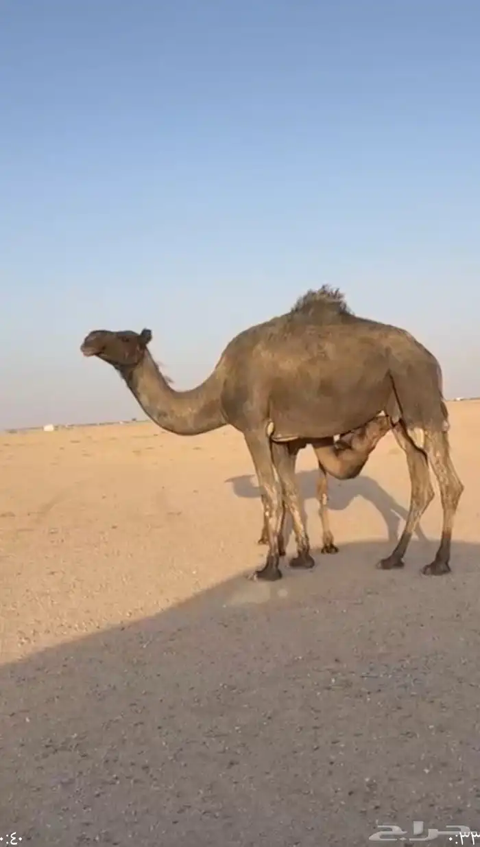 عشراء تحتها قعود 1