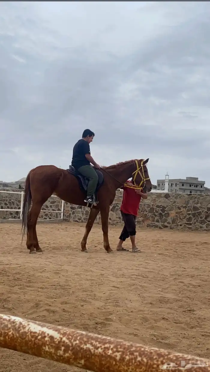 ايواء خيل وتدريب الحمدانية 12