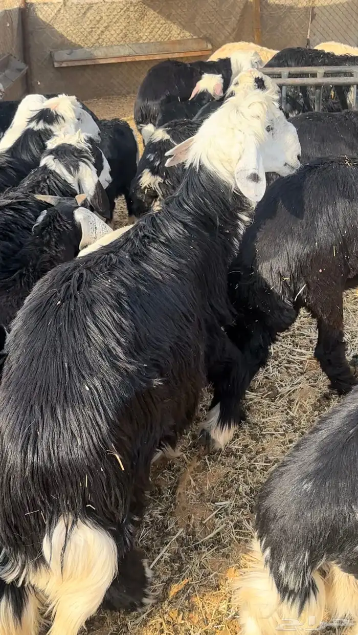 خرفان نجد للبيع طيبات وسمان شرط طعم 0