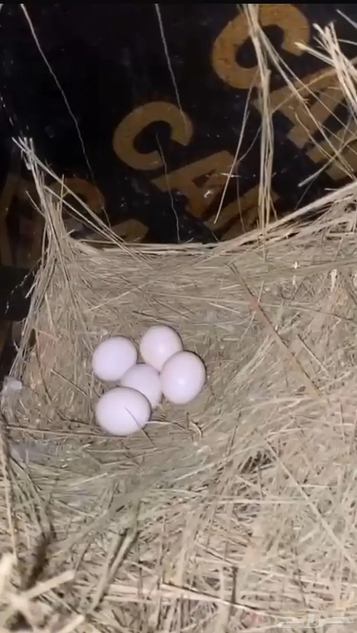 روز منتج 1