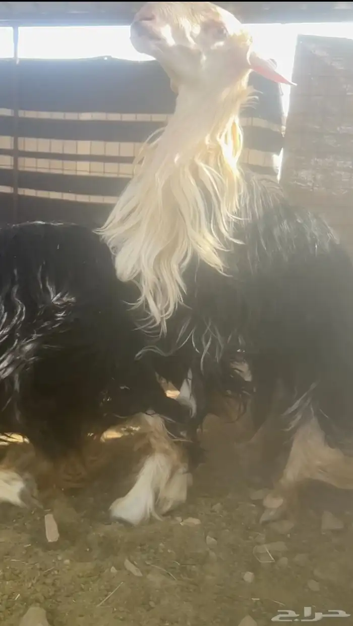 فحل نجدي صنف الصنف 2