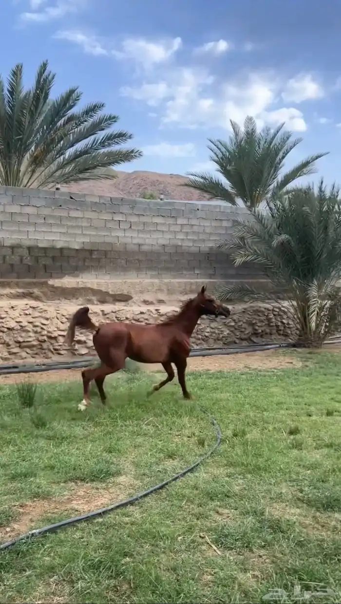 حصان شعبي 1