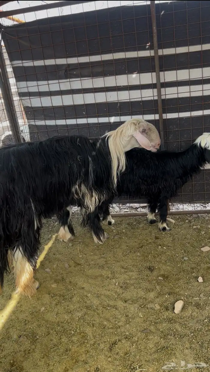 فحل نجدي صنف الصنف 3