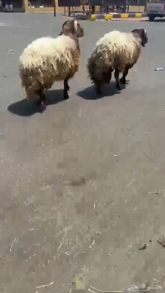 خرفان 1