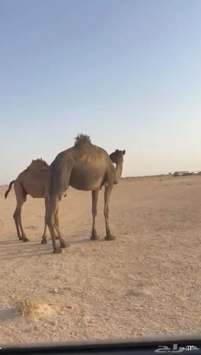عشراء تحتها قعود 3