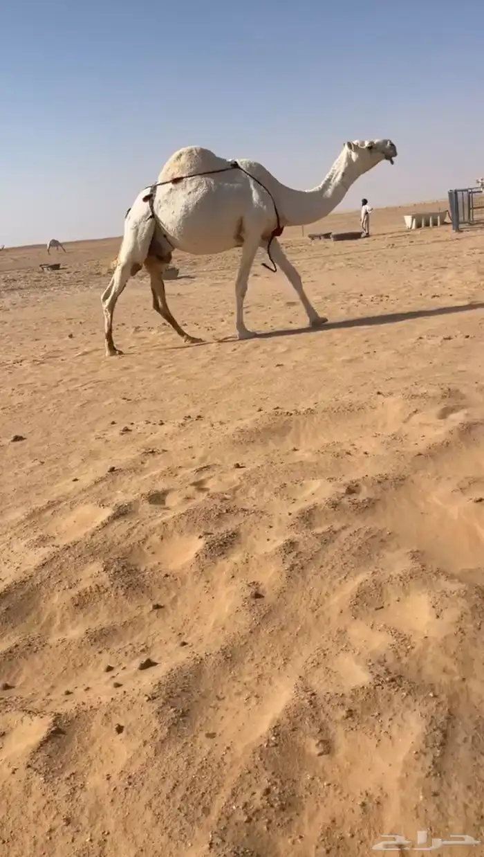 العشراء الوضحاء الطيبه 1