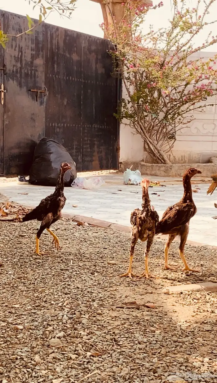 فروخ شامو ياباني 2