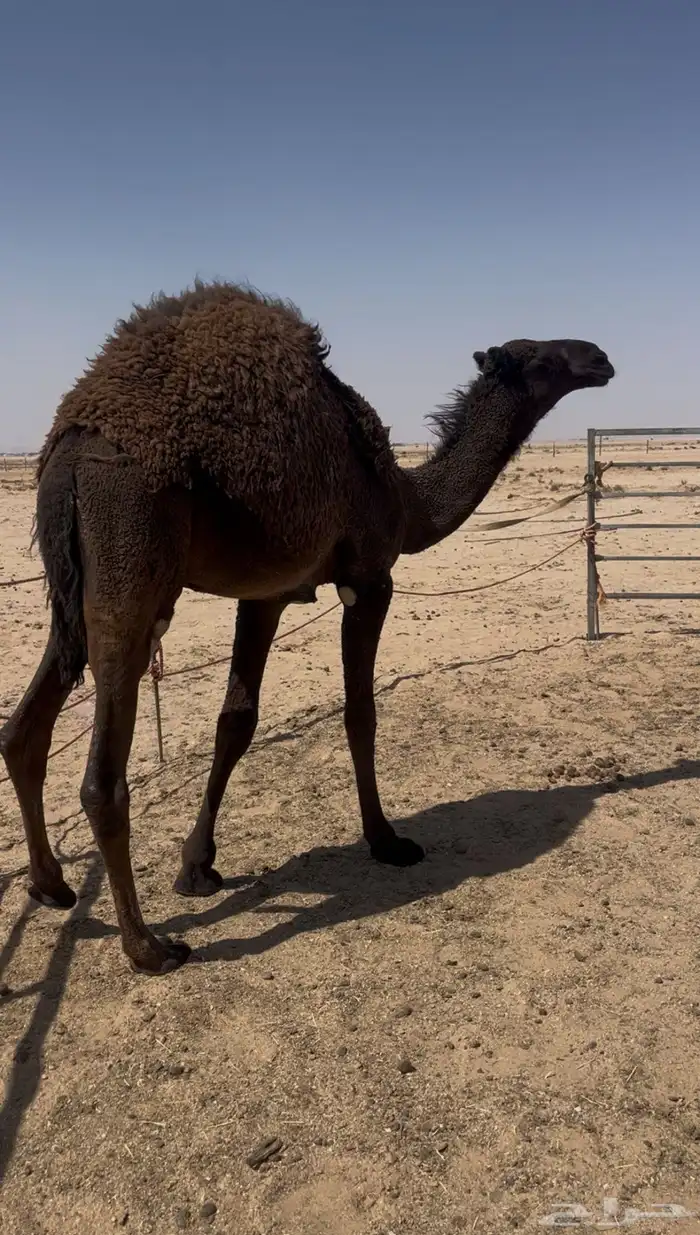 قعود طايش حدر امه 1