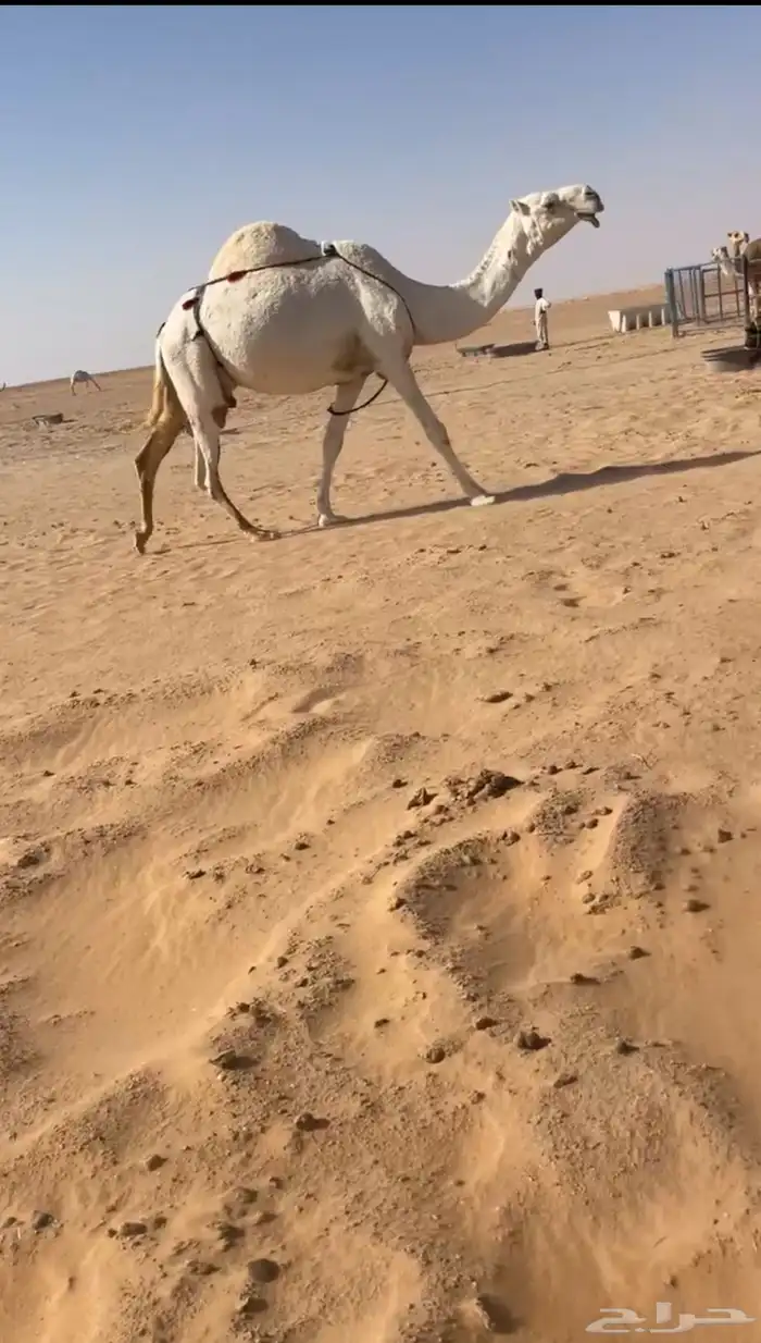 العشراء الوضحاء الطيبه 2