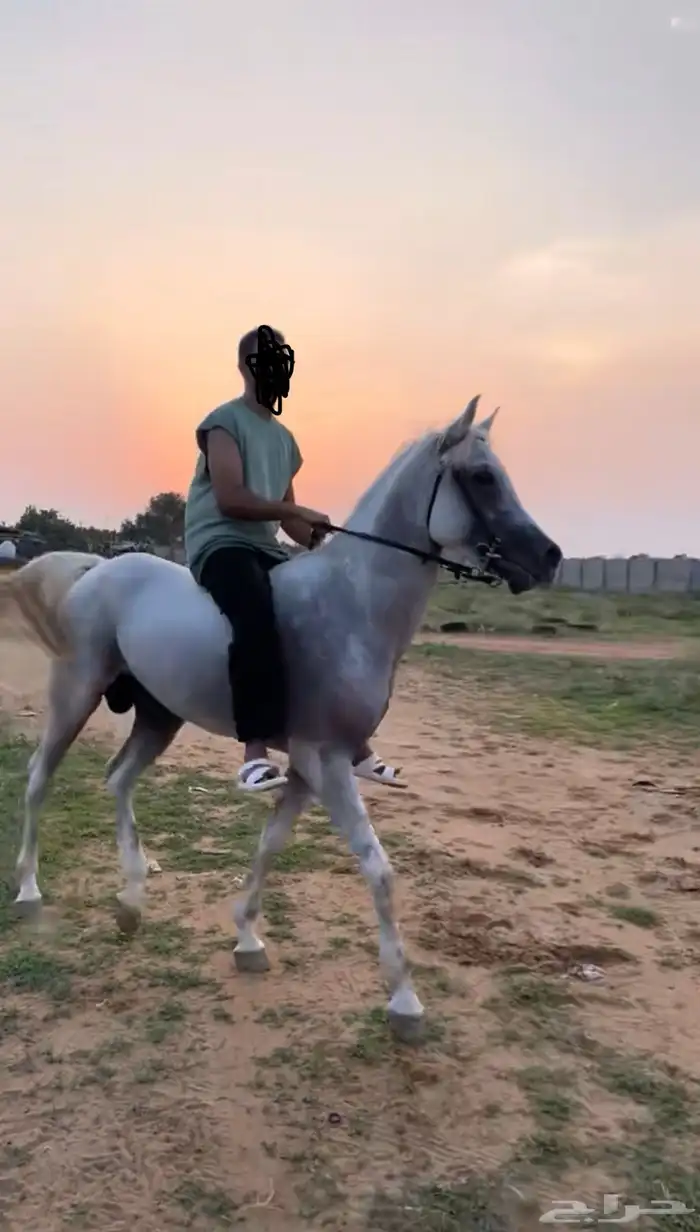 حصان عربي شعبي فاخر للبيع 3
