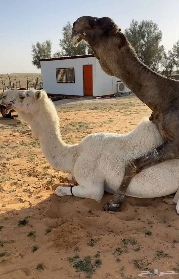 للبيع البعير البكستاني الكفوو 1