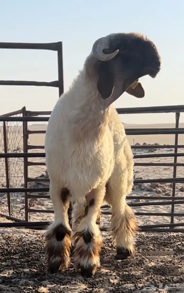 جذع صنف فاخر ومعرف 1