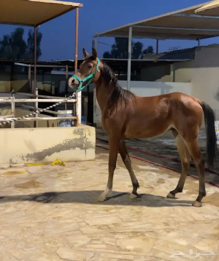 مهر عربي عمره سنتين الي يبي يستفسر يرسل لي على الواتس 0